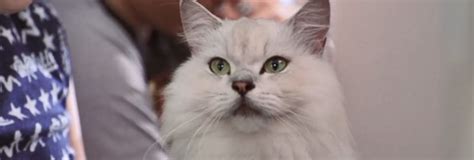 Scooby-Doo (2002) - Cinema Cats