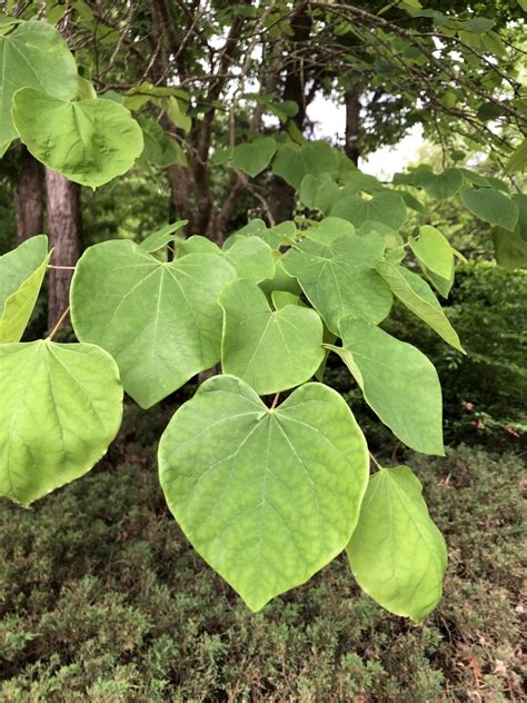 Купить семена Церцис Канадский. Cercis Canadensis(Fabaceae). | Семена и ...