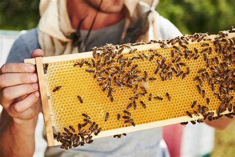 Il Consiglio Regionale Approva La Prima Normativa Per Lapicoltura