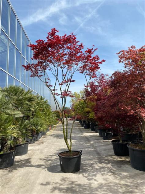 Acer Palmatum Yezo Nishiki Petrivo