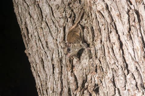 Southern Flying Squirrel Stock Photo Image Of Rodent 43217018