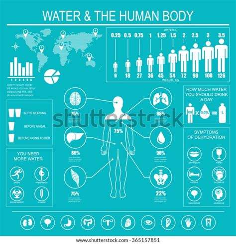 Water Human Body Infographic On Blue Vector De Stock Libre De