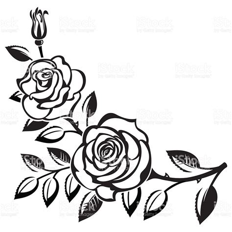 Branch of roses on a white background | Roses drawing, Rose sketch ...