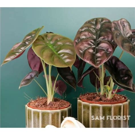 Jual Bunga Alocasia Cuprea Tanaman Hias Hidup Alokasia Cuprea