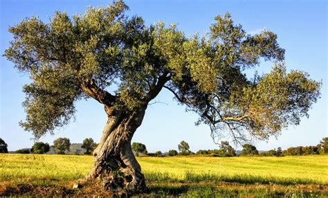 Il Recupero Degli Oliveti Toscani Abbandonati Con Una Nuova Gestione