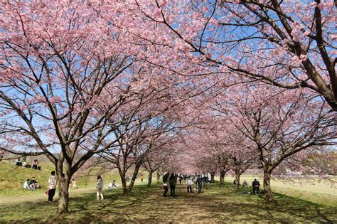 北浅羽桜堤公園の安行寒桜