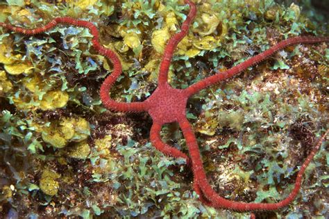 Echinoderms Of Flower Garden Banks National Marine Sanctuary