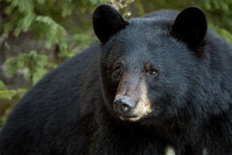 Black Bear Found Dead In Plastic Bag In Arlington Rvirginia