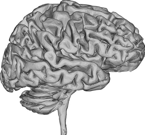 Brain PNG