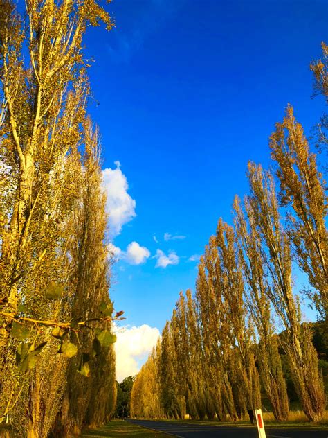 Populus – Poplar tree. Many types any size, any height, Lombardi etc ...