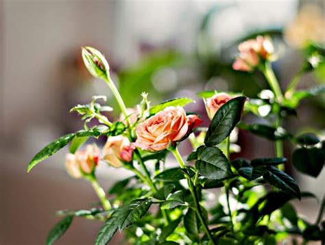 How To Grow And Care For Miniature Roses Minneopa Orchards