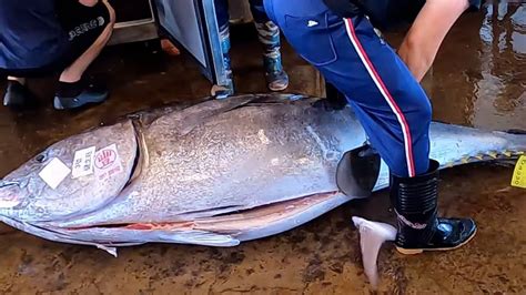 Amazing Kg Bluefin Tuna With Jaw Dropping Cutting Skill