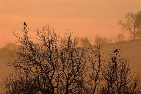 Early Morning Crows © Walter Baxter Cc By Sa20 Geograph Britain