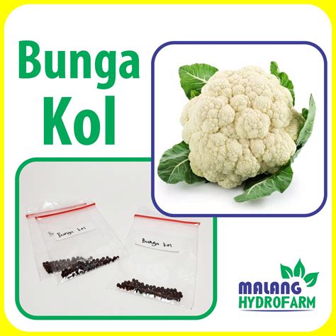 Benih Bunga Kol Unggulan Berkualitas Biji Kembang Cauliflower Bibit