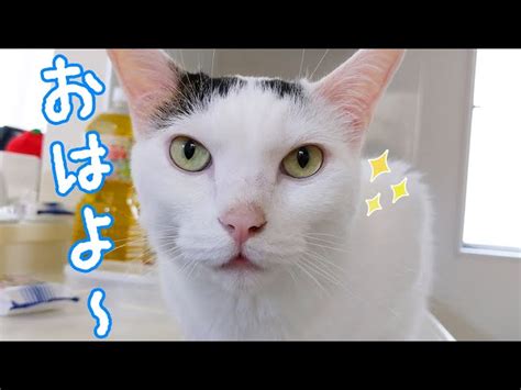 パパとママに挨拶してから寝る賢いお喋り猫チロさん Live2newsまとめ（β3）