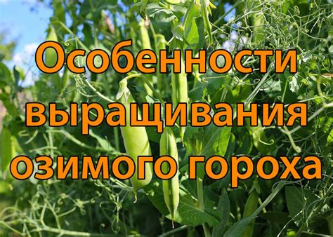 Особенности выращивания озимого гороха - Яблуком