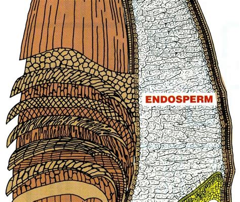 Parts Of A Kernel Of Wheat