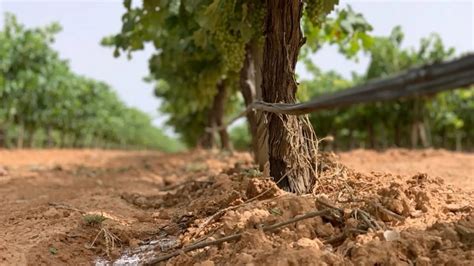 Segundo Muerto Por La Ola De Calor En Espa A Fallece Un Agricultor De