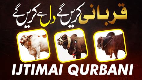 Qurbani With Asif Saeed Tariqi Ijtimai Qurbani 2024 Qurbani KArain