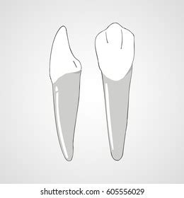 1 650 Incisor Vector Images Stock Photos Vectors Shutterstock