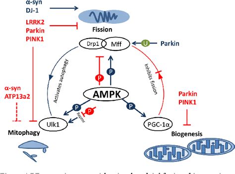 Figure 1 From Mitochondrial Homeostasis In Parkinsons Disease A Triumvirate Rule Semantic