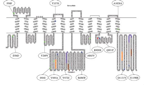 Figure 1 from Diagnosis of ABCB11 gene mutations in children with intrahepatic cholestasis using ...