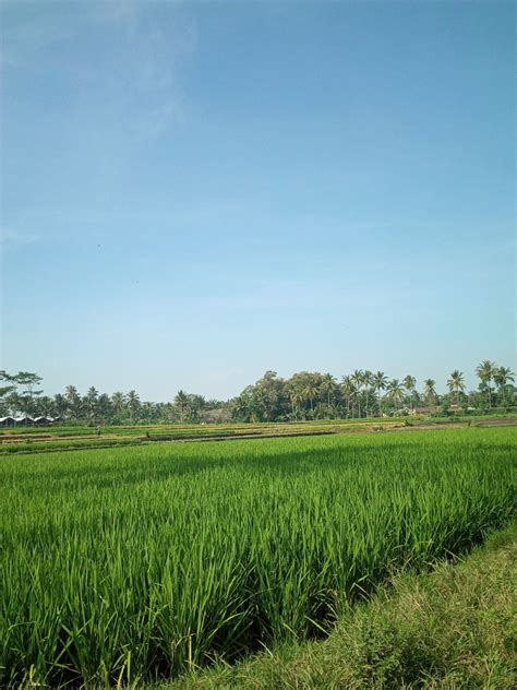 Sawah tanaman padi di desa – Artofit