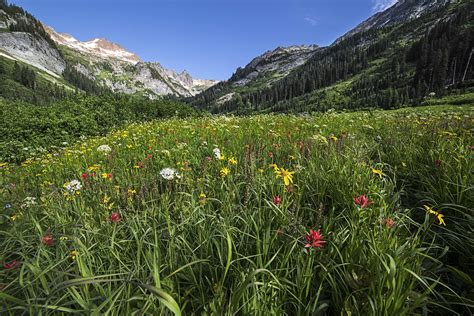 Spider Meadows Wildflowers 1 Andy Porter Images