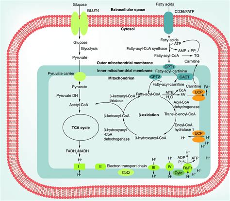 Beta Oxidation Pathway