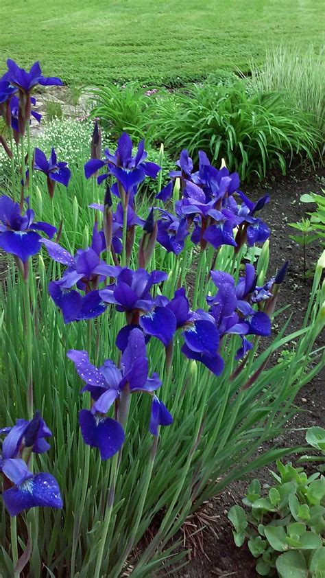 Louisiana iris growing tips louisiana iris transplanting louisiana iris ...