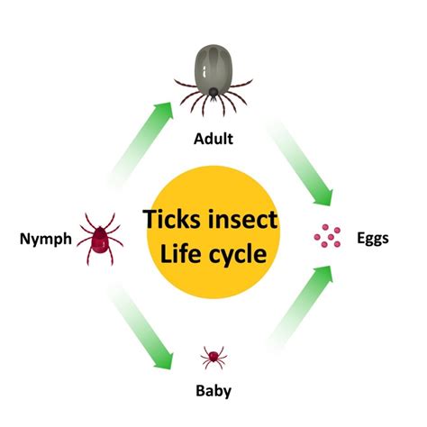 Flea And Tick Prevention Taking The Bite Out Of Flea And Tick Season