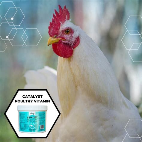 Catalyst Poultry Vitamin Is The Perfect Set Of Poultry Vitamins And Minerals To Supplement Big