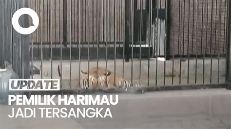 Pemilik Harimau Yang Terkam Pemuda Di Samarinda Jadi Tersangka