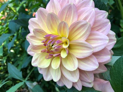 Wyns New Pastel Dahlia Tuber Evelyns Garden And Nursery