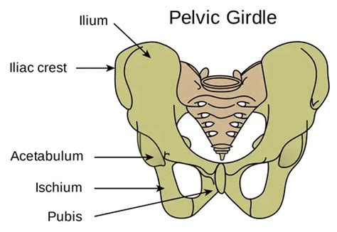 Hip Pain Iliac Crest