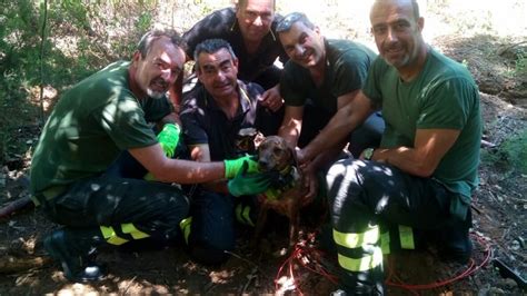 Livorno Cane Finisce Nella Tana Di Un Istrice Salvato Dai Pompieri