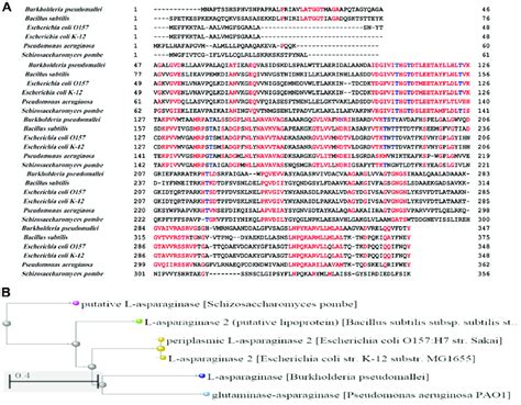 Pairwise Alignment A And Phylogenetic Relationship B Of