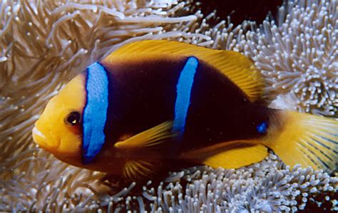 Orangeflossen Anemonenfisch Amphiprion Chrysopterus