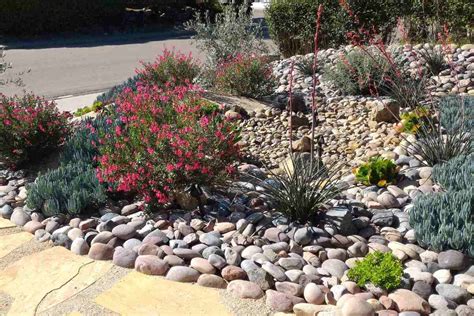 17 Best Xeriscaping Plants for Your Landscape