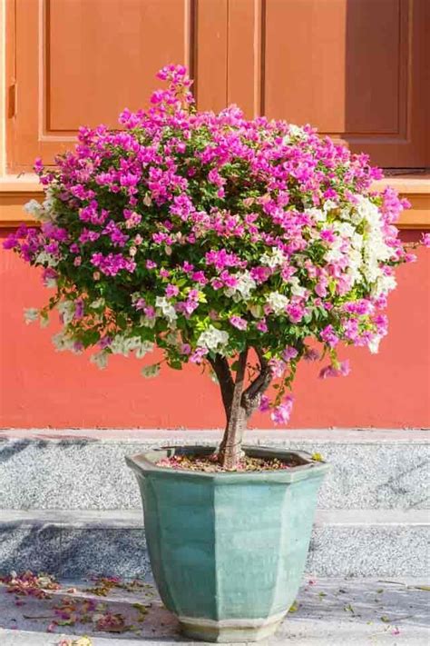 How To Grow Bougainvillea In Pots