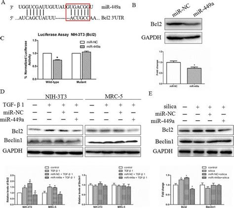 Bcl2 Is A Direct Target Of MiR 449a A The Position Of The MiR 449a