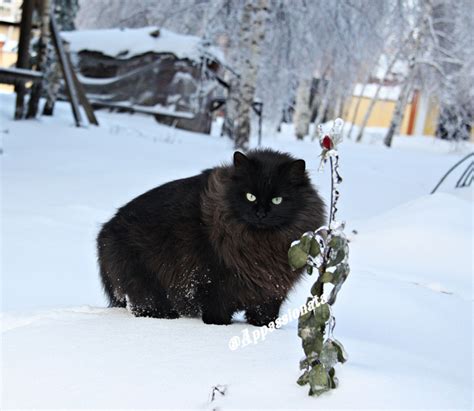 In Russian Winter Photo And Image Animals Cats Pets And Farm Animals