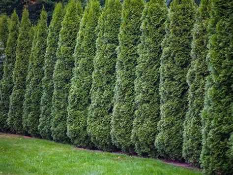 Everything You Need To Know About Emerald Green Arborvitae Trees Fast Growing Privacy Shrubs