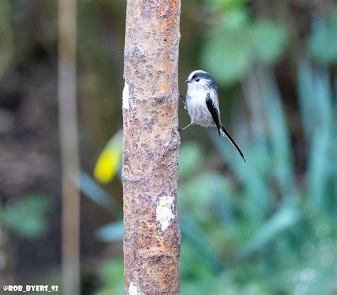 Wwt Martin Mere Long Tailed Tit Robert Byers Flickr