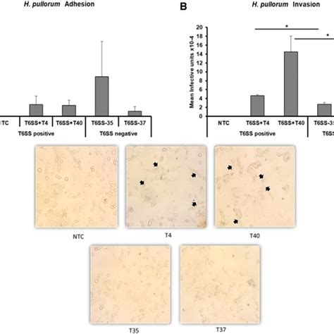 Bacterial Adhesion And Invasion Ah Pullorum Adhesion Bh Pullorum