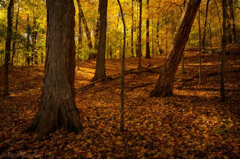 Radnor Fall | Radnor Lake State Park, Nashville, Tennessee | Florida ...