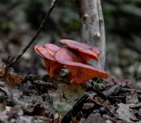 Champignons Mycologie Des Arbres Photo Gratuite Sur Pixabay Pixabay