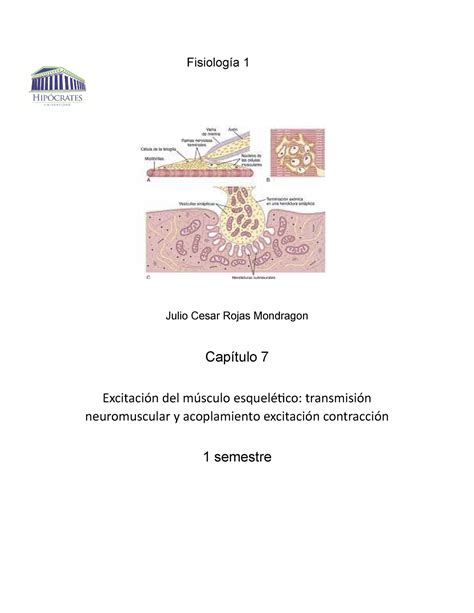 Capitulo 7 Guyton y Hall Tratado de fisiología médica Spanish Edition