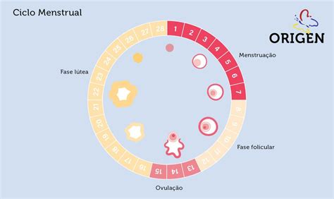 O Que A Fase Folicular Do Ciclo Menstrual Cl Nica Origen