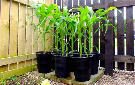 Growing Corn In Containers Bed Gardening